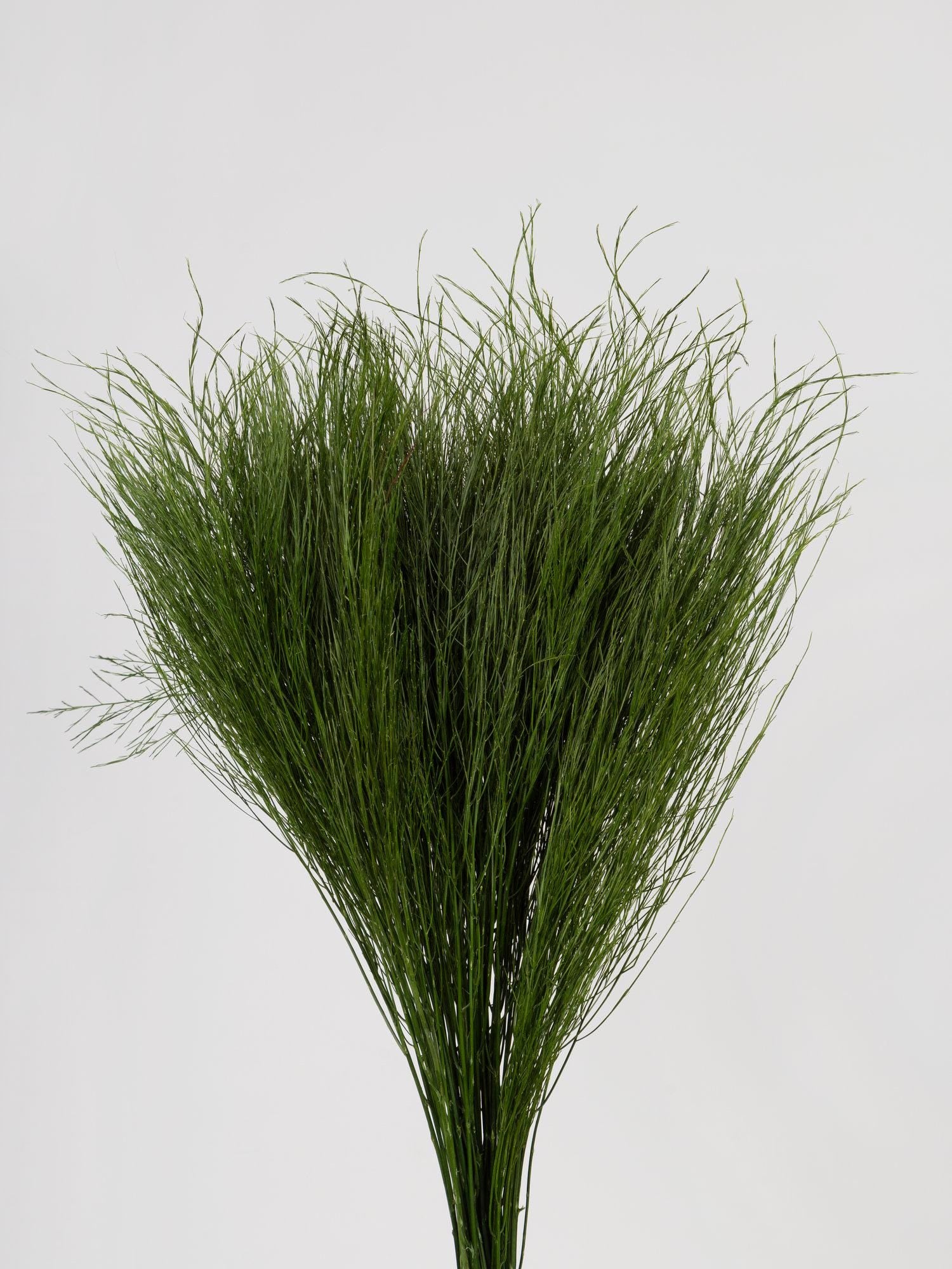 Preserved Tiki Grass Green 40-50 cm (TIK/0104) - Exotic Stabilized Greenery