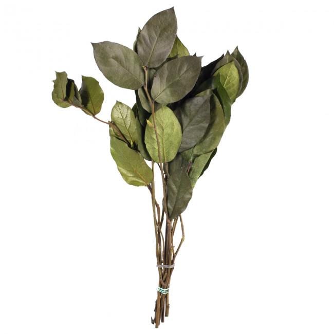 Preserved Salal Green 20-50 cm - Stabilized Gaultheria Shallon Branches for Floral Arrangements and Home Decor (SAL/0102)