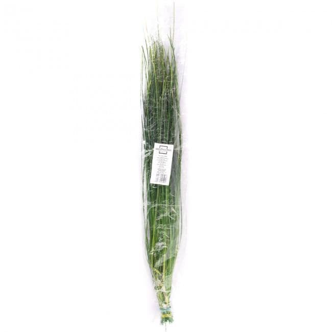 Preserved Bear Grass Green 50-60 cm Stabilized Xerophyllum Tenax for Floral Arrangements and Interior Decor (BEA/0105)