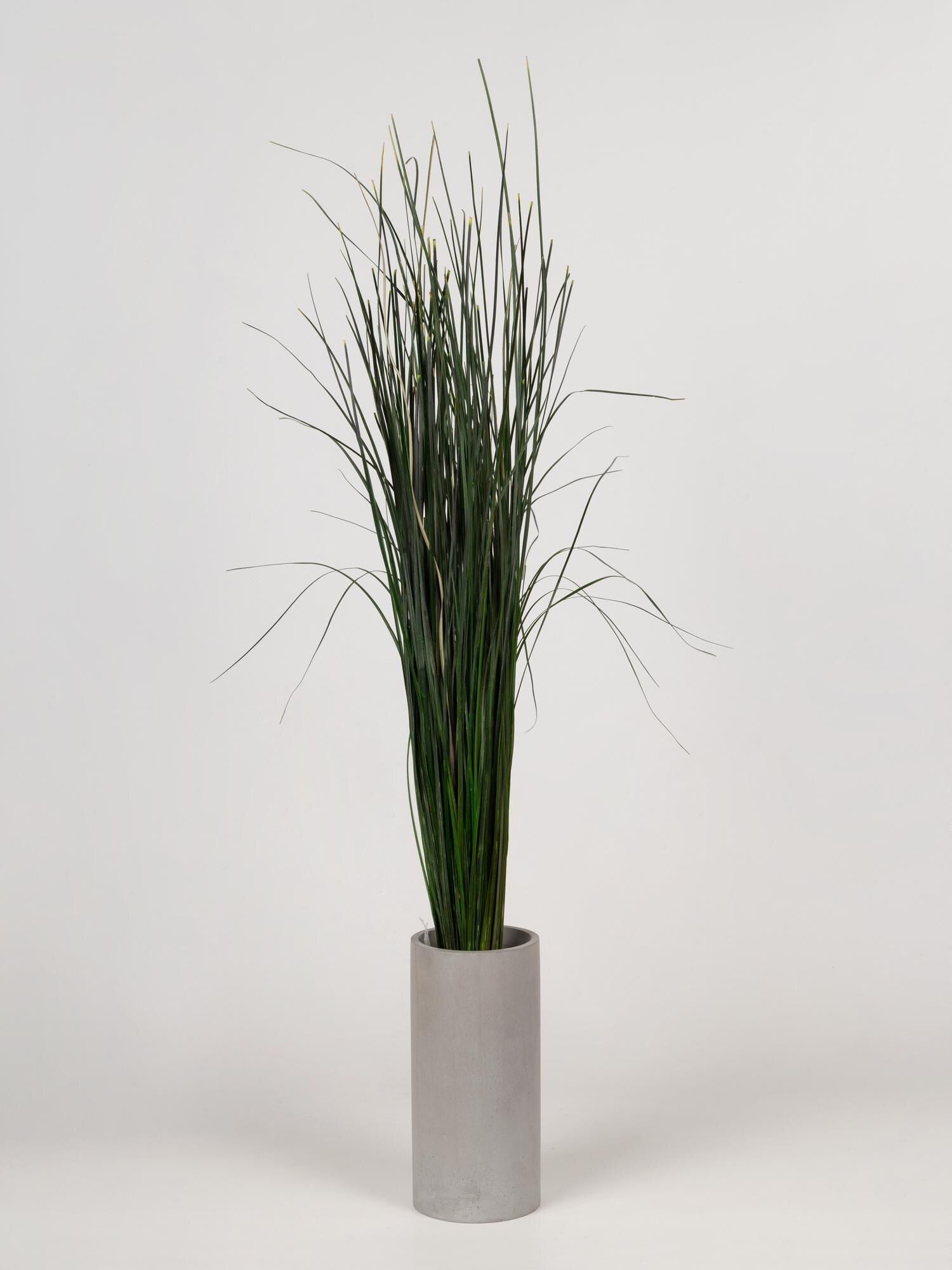 Preserved Bear Grass Green 50-60 cm Stabilized Xerophyllum Tenax for Floral Arrangements and Interior Decor (BEA/0105)