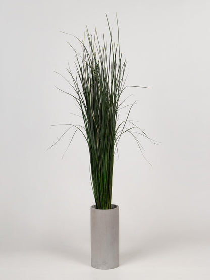 Preserved Bear Grass Green 50-60 cm Stabilized Xerophyllum Tenax for Floral Arrangements and Interior Decor (BEA/0105)
