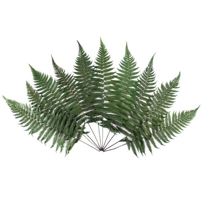 Preserved Fern Parchemin Green 10 stems 20-30 cm Natural Decorative Fern (FPA/0102)