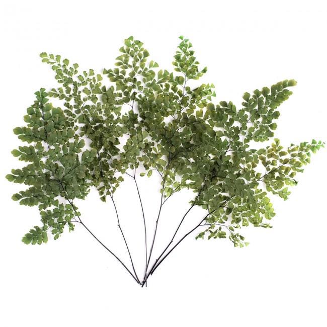 Preserved Lutti Fern Green - 6 Stems, 20-30 cm Natural Decorative Fern (FLU/9103)