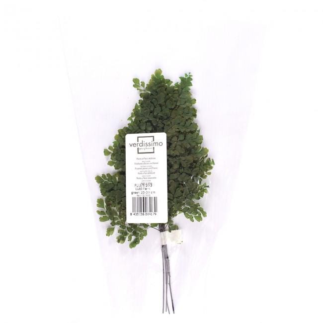 Preserved Lutti Fern Green - 6 Stems, 20-30 cm Natural Decorative Fern (FLU/9103)