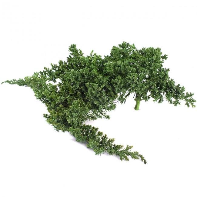 Preserved Juniperus Green 15-25 cm, Natural Evergreen Foliage for Floral Arrangements (JUN/0000)