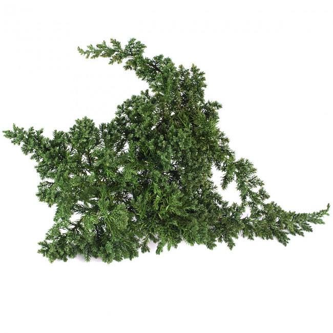 Preserved Juniperus Green 15-25 cm, Natural Evergreen Foliage for Floral Arrangements (JUN/0000)