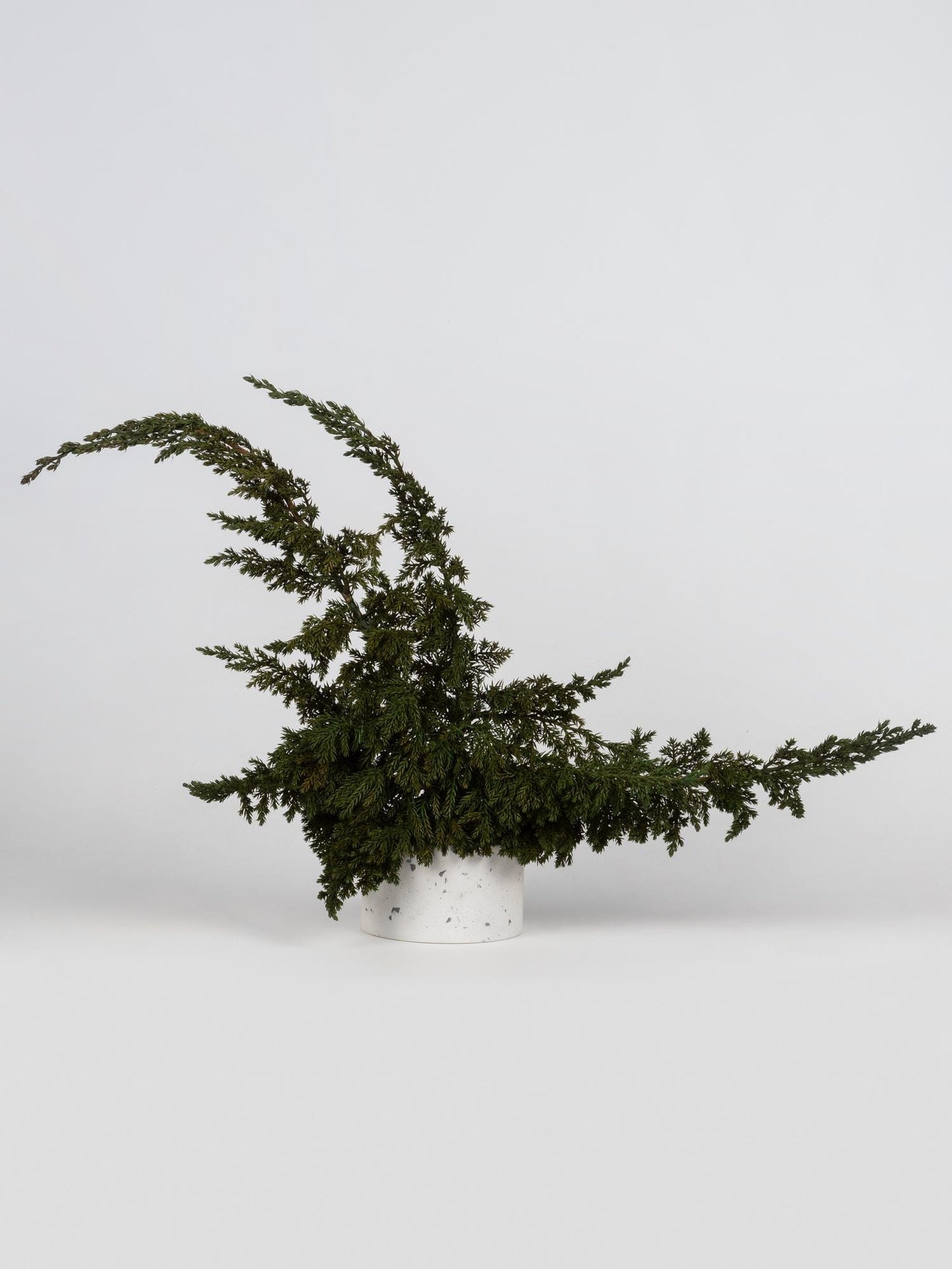 Preserved Juniperus Green 15-25 cm, Natural Evergreen Foliage for Floral Arrangements (JUN/0000)