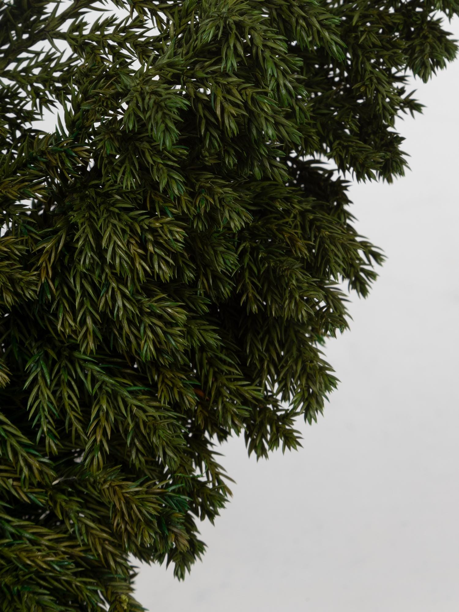 Preserved Juniperus Green 15-25 cm, Natural Evergreen Foliage for Floral Arrangements (JUN/0000)