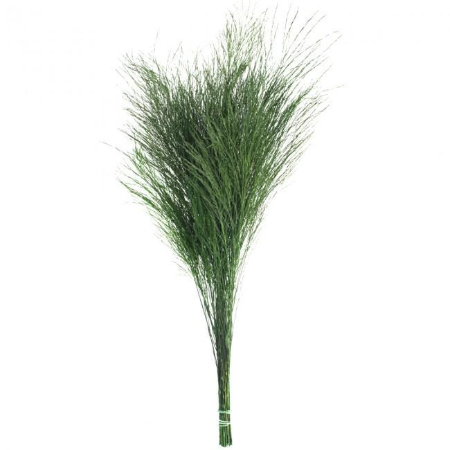 Preserved Tiki Grass Green 40-50 cm (TIK/0104) - Exotic Stabilized Greenery