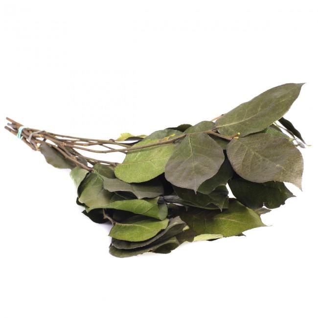 Preserved Salal Green 20-50 cm - Stabilized Gaultheria Shallon Branches for Floral Arrangements and Home Decor (SAL/0102)