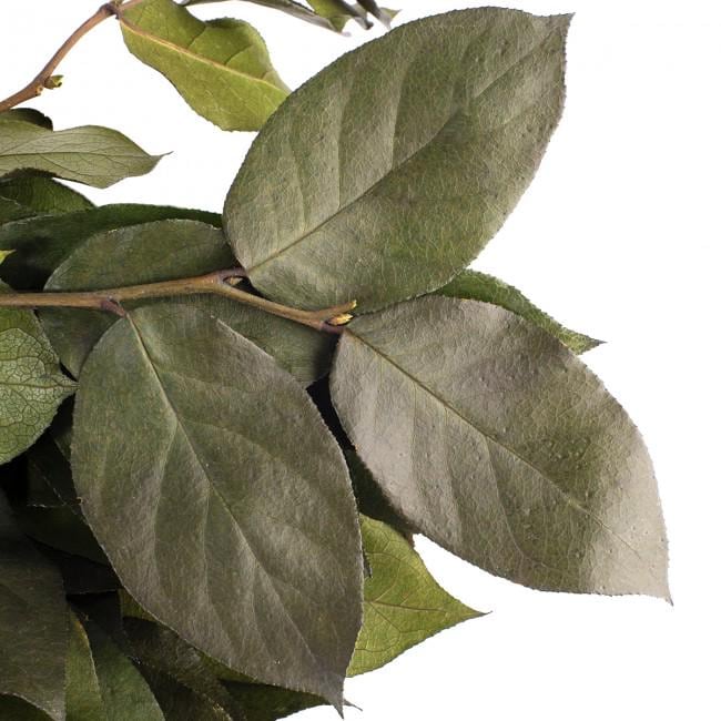Preserved Salal Green 20-50 cm - Stabilized Gaultheria Shallon Branches for Floral Arrangements and Home Decor (SAL/0102)