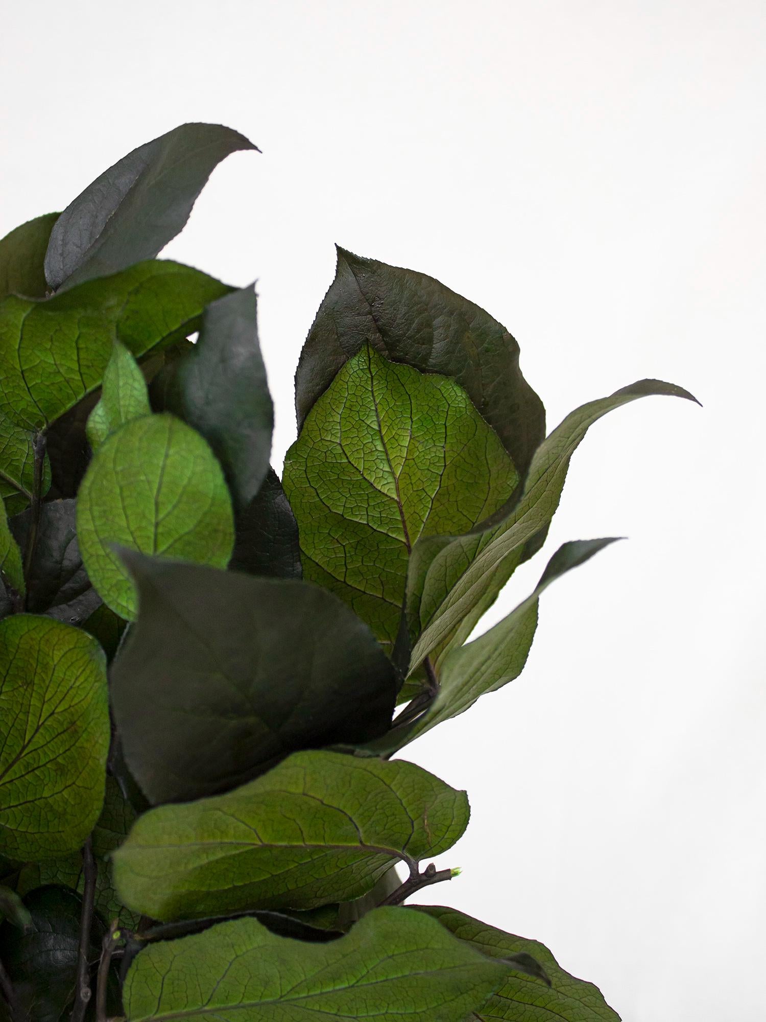 Preserved Salal Green 20-50 cm - Stabilized Gaultheria Shallon Branches for Floral Arrangements and Home Decor (SAL/0102)