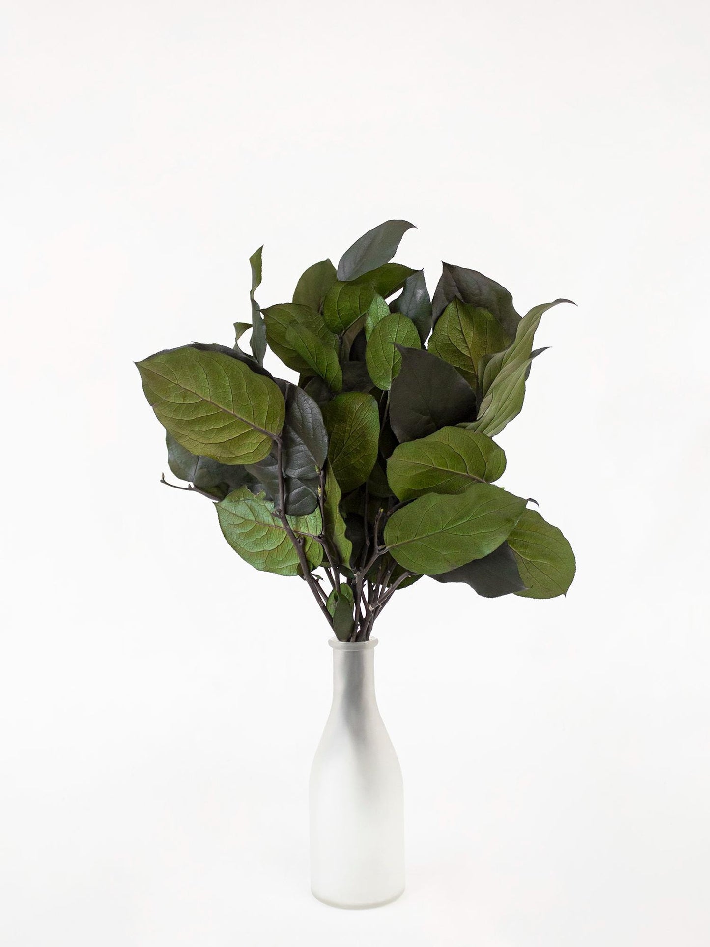 Preserved Salal Green 20-50 cm - Stabilized Gaultheria Shallon Branches for Floral Arrangements and Home Decor (SAL/0102)