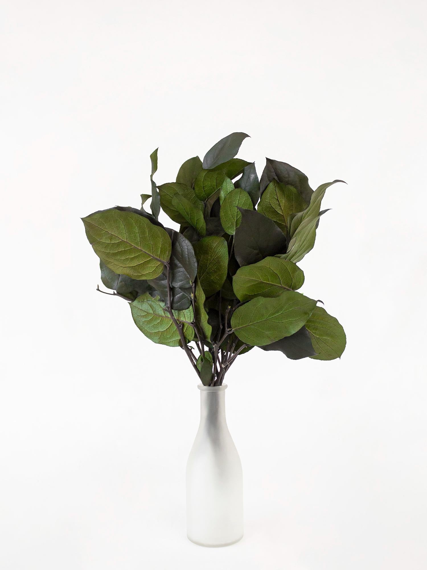 Preserved Salal Green 20-50 cm - Stabilized Gaultheria Shallon Branches for Floral Arrangements and Home Decor (SAL/0102)