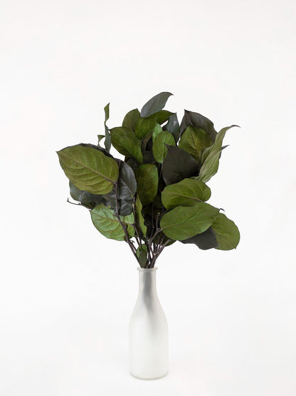 Preserved Salal Green 20-50 cm - Stabilized Gaultheria Shallon Branches for Floral Arrangements and Home Decor (SAL/0102)