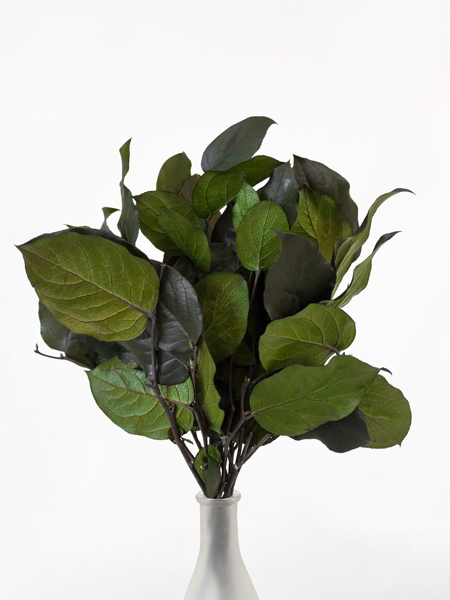 Preserved Salal Green 20-50 cm - Stabilized Gaultheria Shallon Branches for Floral Arrangements and Home Decor (SAL/0102)