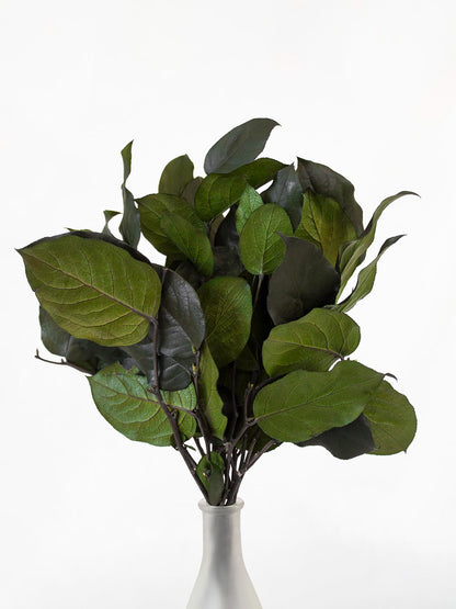 Preserved Salal Green 20-50 cm - Stabilized Gaultheria Shallon Branches for Floral Arrangements and Home Decor (SAL/0102)