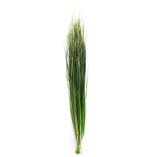 Preserved Bear Grass Green 50-60 cm Stabilized Xerophyllum Tenax for Floral Arrangements and Interior Decor (BEA/0105)