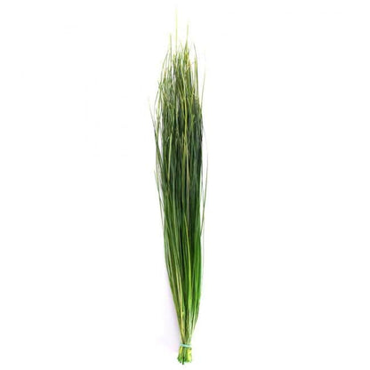 Preserved Bear Grass Green 50-60 cm Stabilized Xerophyllum Tenax for Floral Arrangements and Interior Decor (BEA/0105)