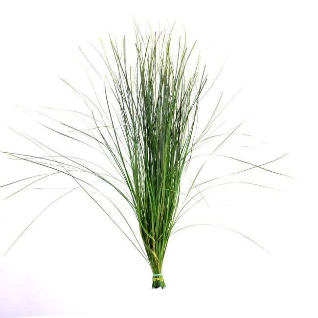 Preserved Bear Grass Green 50-60 cm Stabilized Xerophyllum Tenax for Floral Arrangements and Interior Decor (BEA/0105)