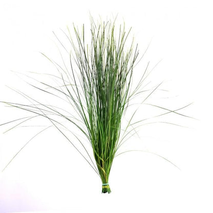 Preserved Bear Grass Green 50-60 cm Stabilized Xerophyllum Tenax for Floral Arrangements and Interior Decor (BEA/0105)