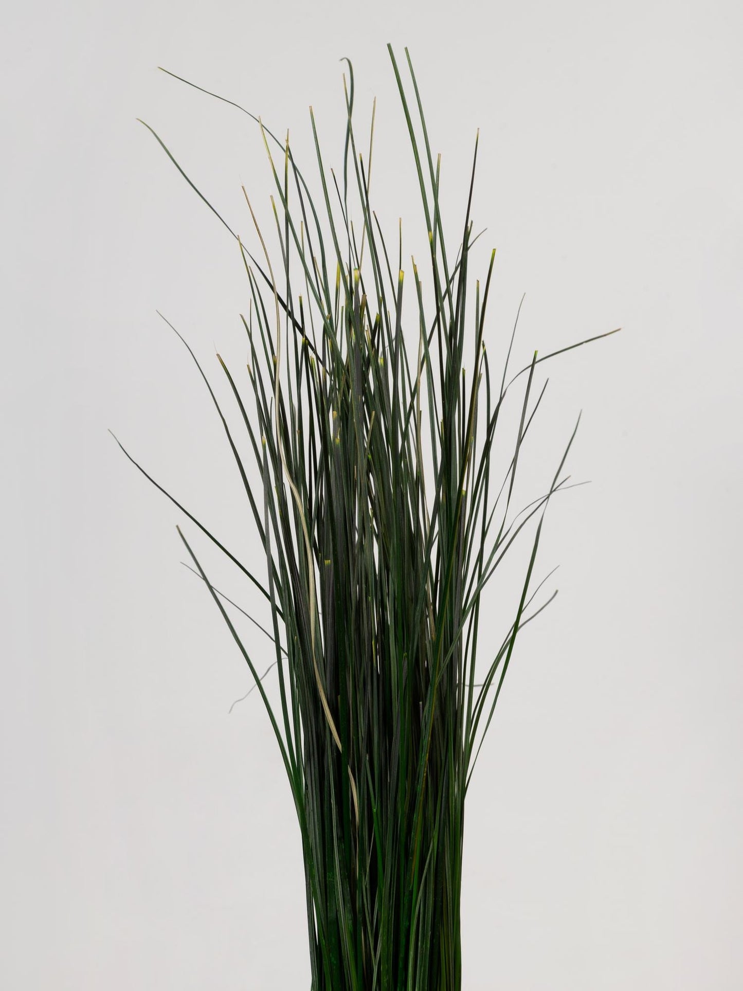Preserved Bear Grass Green 50-60 cm Stabilized Xerophyllum Tenax for Floral Arrangements and Interior Decor (BEA/0105)