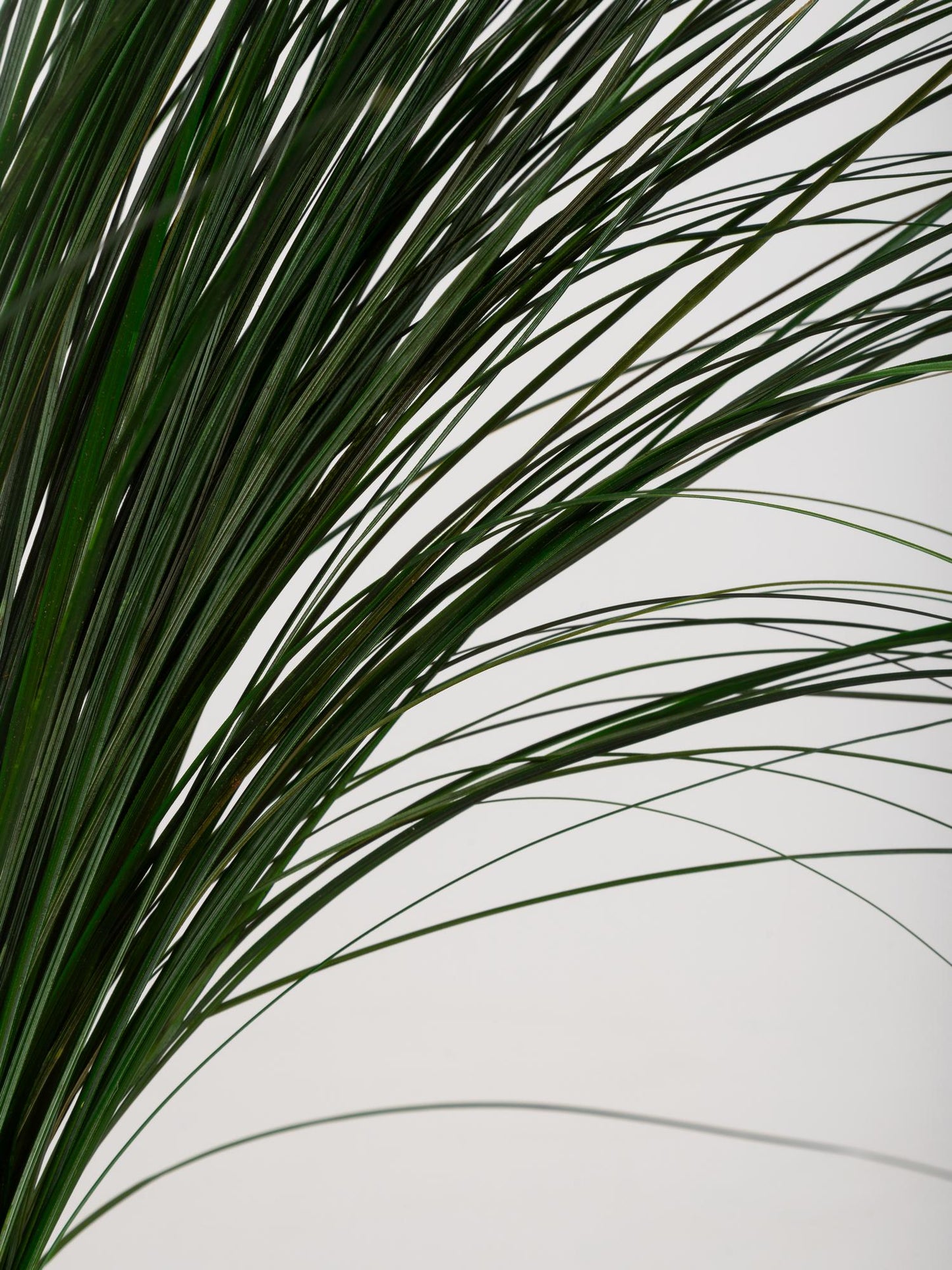 Preserved Bear Grass Green 50-60 cm Stabilized Xerophyllum Tenax for Floral Arrangements and Interior Decor (BEA/0105)
