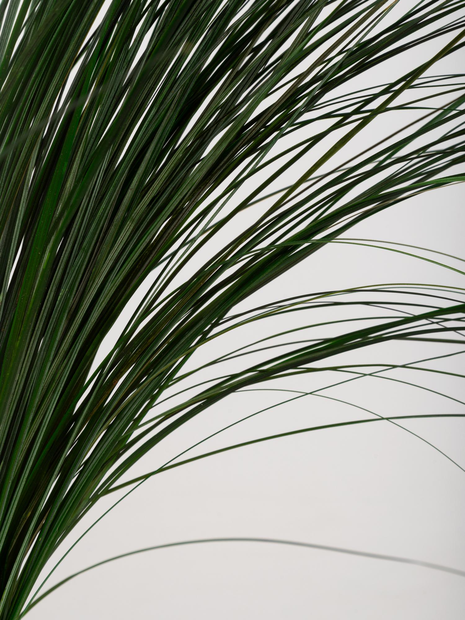 Preserved Bear Grass Green 50-60 cm Stabilized Xerophyllum Tenax for Floral Arrangements and Interior Decor (BEA/0105)