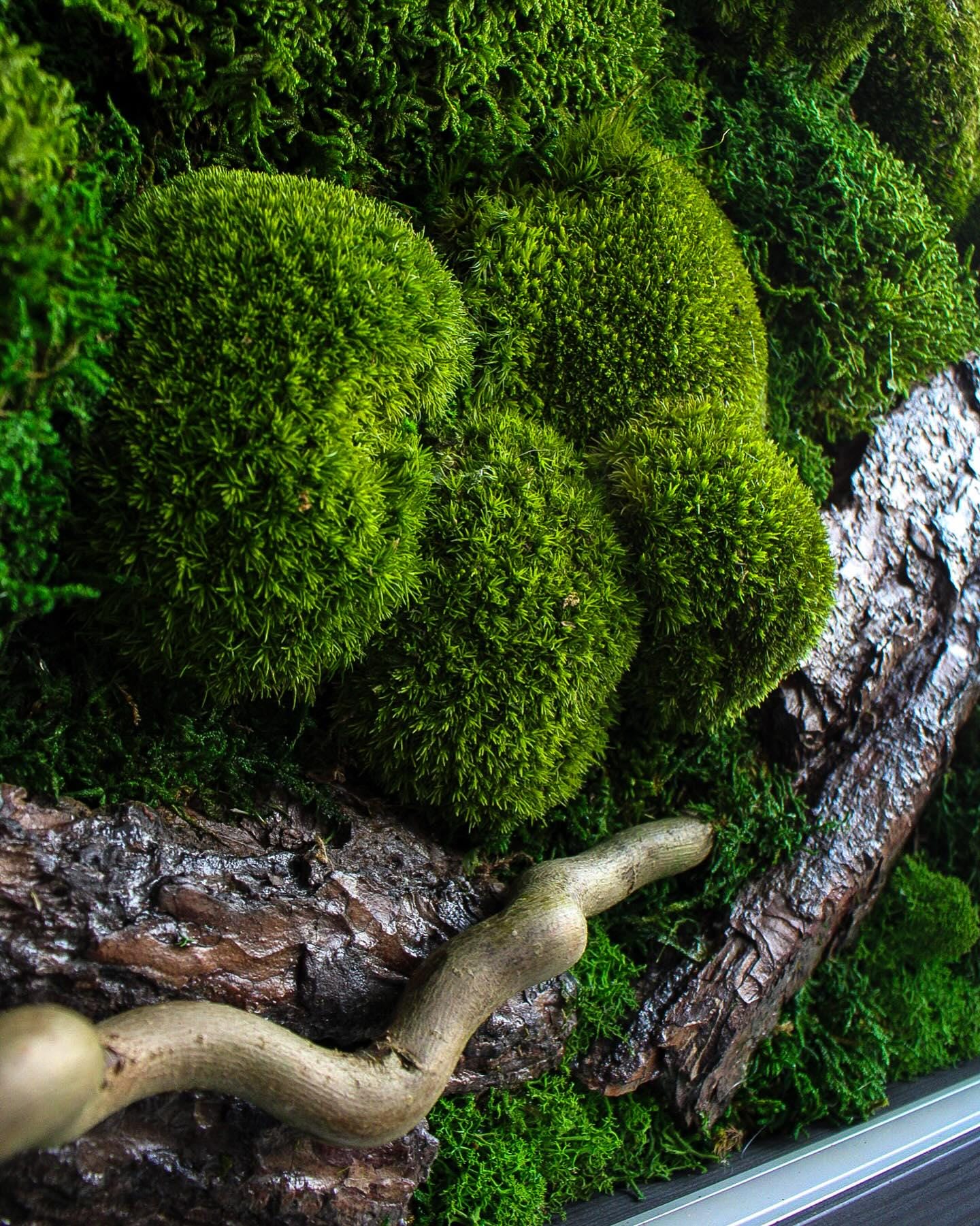 Illuminated Nature: Moss, Bark & Branch Wall Art with LED Backlighting | Eco-Friendly, Handmade Botanical Decor