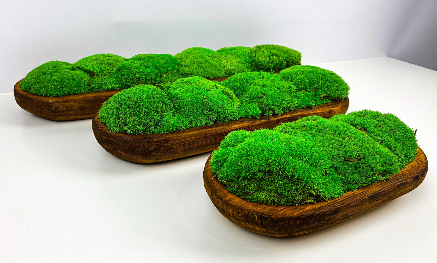 Centerpiece Preserved Moss Planter, Minimalist Greenery for Tabletop or Shelves, CAREFREE | VARIOUS-SIZE