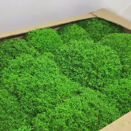 Preserved Reindeer Royal Moss Forest Green, Stabilized Lichen Dried Natural Wholesale Moss, Florists Terrarium Bowls Centerpieces Decor