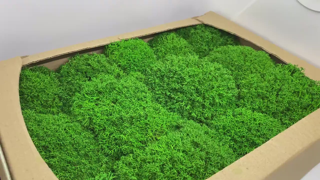 Preserved Reindeer Royal Moss Forest Green, Stabilized Lichen Dried Natural Wholesale Moss, Florists Terrarium Bowls Centerpieces Decor