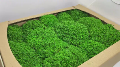 Preserved Reindeer Royal Moss Forest Green, Stabilized Lichen Dried Natural Wholesale Moss, Florists Terrarium Bowls Centerpieces Decor