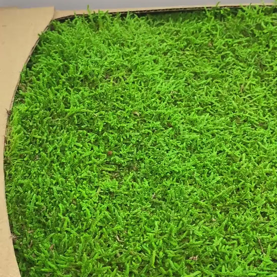 Preserved Flat Moss Green Box 2.7 sq feet, Stabilized Moss, Decorative Moss, Nordic Moss, Carpet Moss, Living Moss, Live Sheet Moss