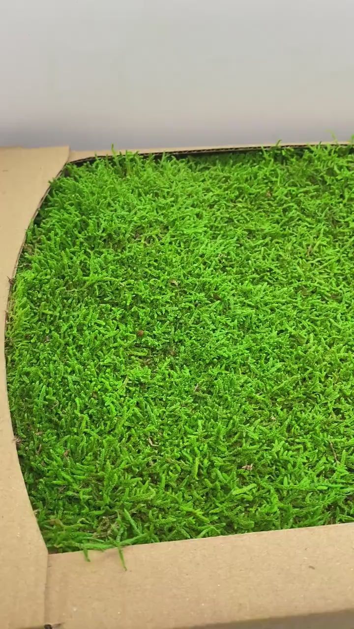 Preserved Flat Moss Green Box 2.7 sq feet, Stabilized Moss, Decorative Moss, Nordic Moss, Carpet Moss, Living Moss, Live Sheet Moss