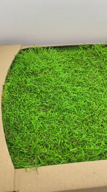 Preserved Flat Moss Green Box 2.7 sq feet, Stabilized Moss, Decorative Moss, Nordic Moss, Carpet Moss, Living Moss, Live Sheet Moss