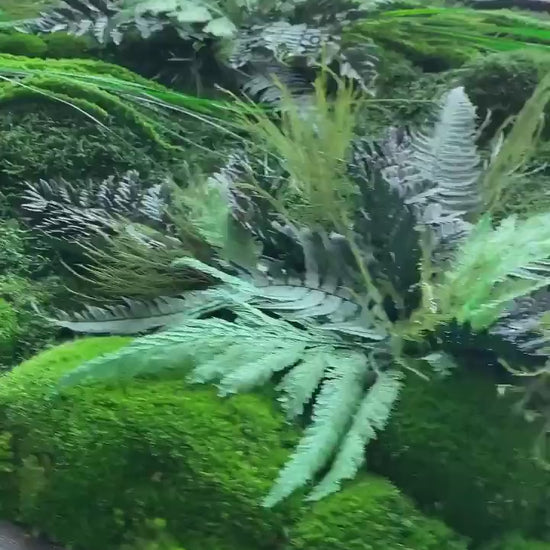 Vibrant Moss & Fern Wall Art - Exquisite Preserved Nature Decor | Eco-Friendly Custom Sizes Available