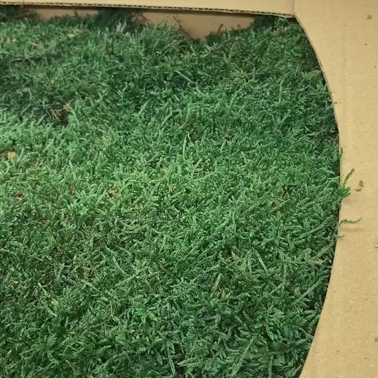 Preserved Flat Moss Dark Green Box 2.7 sq feet, Stabilized Moss, Dried Moss, Living Moss, Carpet Moss, Sheet Moss, Real Moss, Nordic Moss