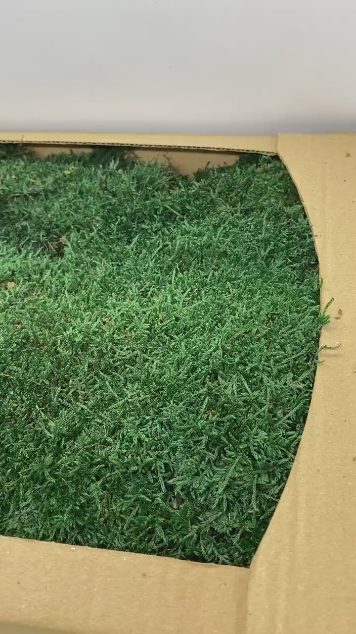 Preserved Flat Moss Dark Green Box 2.7 sq feet, Stabilized Moss, Dried Moss, Living Moss, Carpet Moss, Sheet Moss, Real Moss, Nordic Moss
