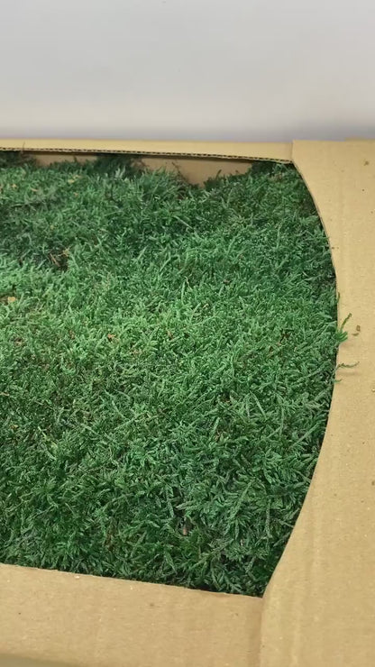 Preserved Flat Moss Dark Green Box 2.7 sq feet, Stabilized Moss, Dried Moss, Living Moss, Carpet Moss, Sheet Moss, Real Moss, Nordic Moss