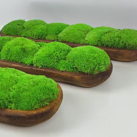 Centerpiece Preserved Moss Planter, Minimalist Greenery for Tabletop or Shelves, CAREFREE | VARIOUS-SIZE