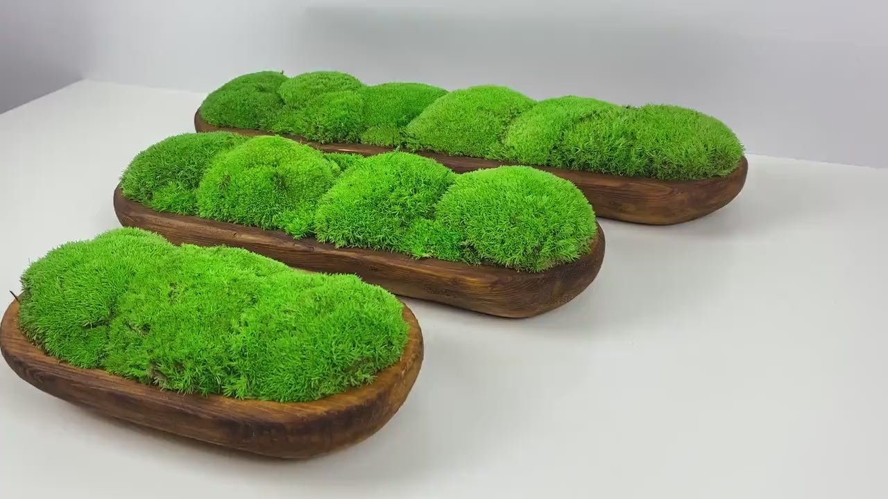 Centerpiece Preserved Moss Planter, Minimalist Greenery for Tabletop or Shelves, CAREFREE | VARIOUS-SIZE