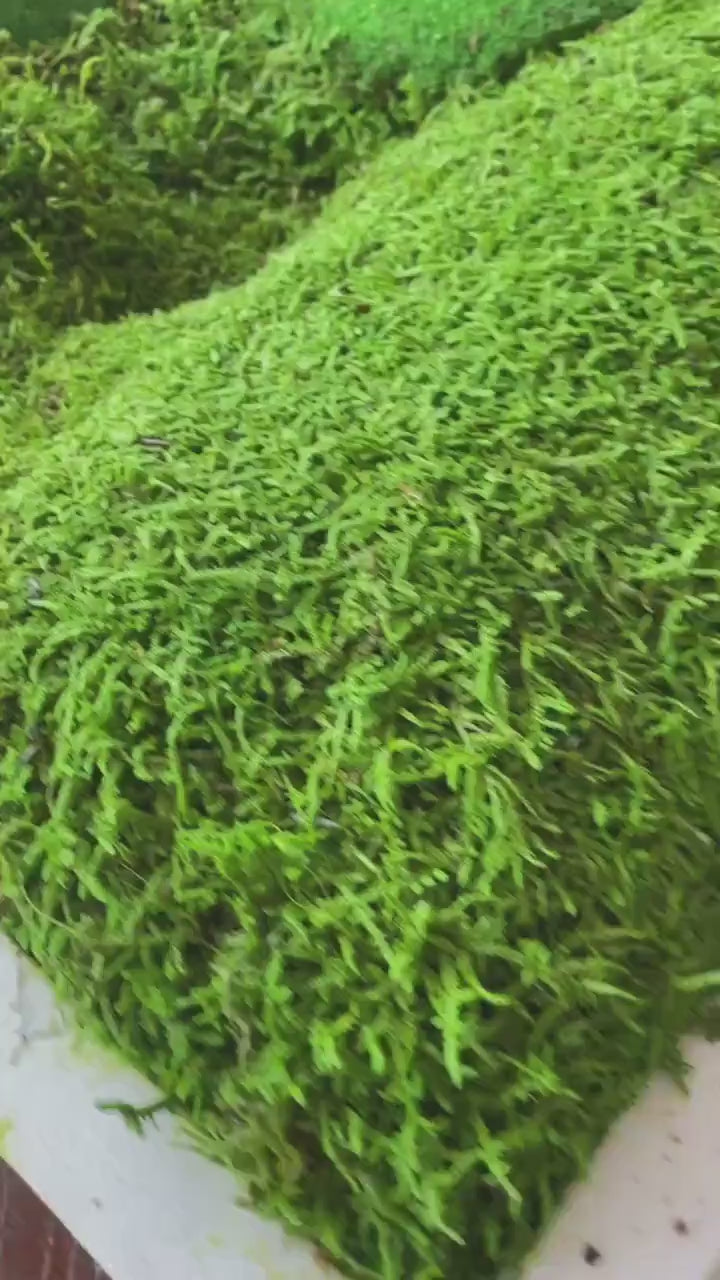 Zen Moss & Matsudana Willow Branch Wall Art | Preserved Moss Decor for Homes, Offices, and Spas | Unique Eco-Friendly Botanical Design