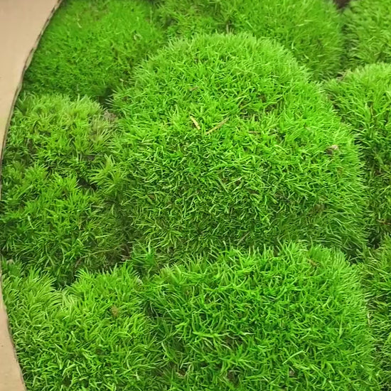 Preserved Ball Moss Green, Pillow Bun Moss, Stabilized Pole Moss, Decorative Natural Moss, Cushion Moss, Bulk Moss, Preserved Moss, Wall Art