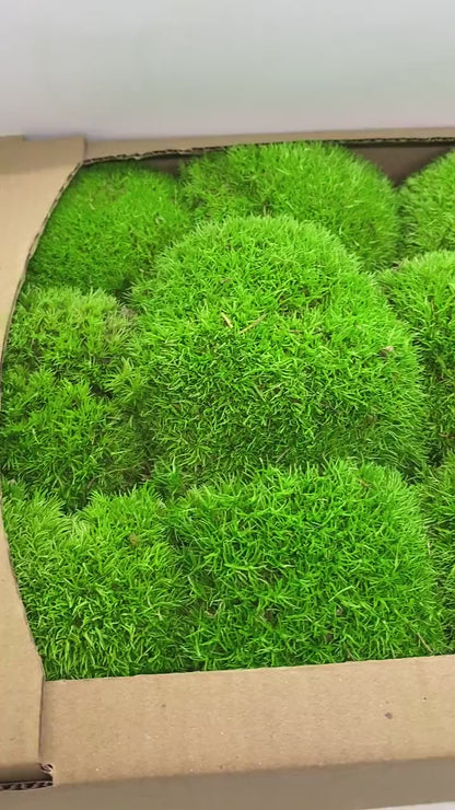 Preserved Ball Moss Green, Pillow Bun Moss, Stabilized Pole Moss, Decorative Natural Moss, Cushion Moss, Bulk Moss, Preserved Moss, Wall Art
